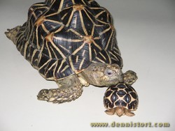 female star tortoise and hatchling