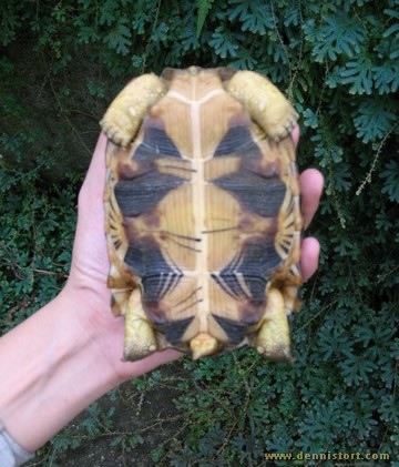 Soda the Radiated Tortoise in December 2006