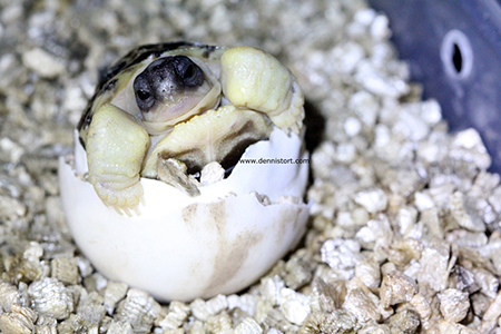 Radiated tortoise breeding