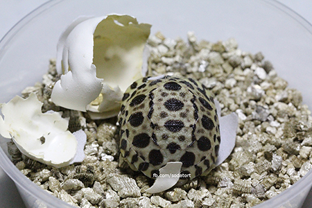 Radiated tortoises at Soda's Tortoise Garden Philippines