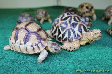 tortoise replica