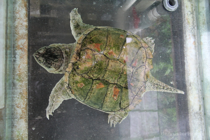 Live Turtle and Tortoise Museum in Singapore