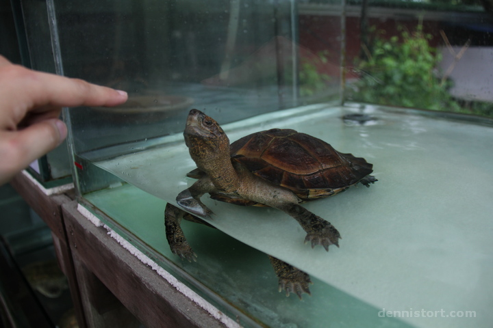 Live Turtle and Tortoise Museum in Singapore