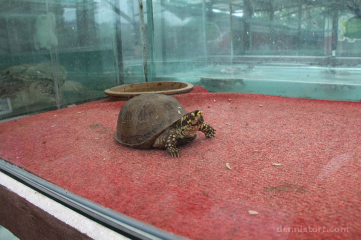 Live Turtle and Tortoise Museum in Singapore