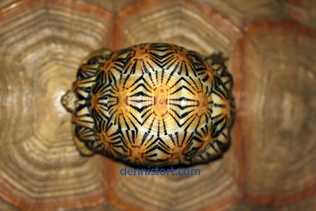 high yellow Radiated tortoise