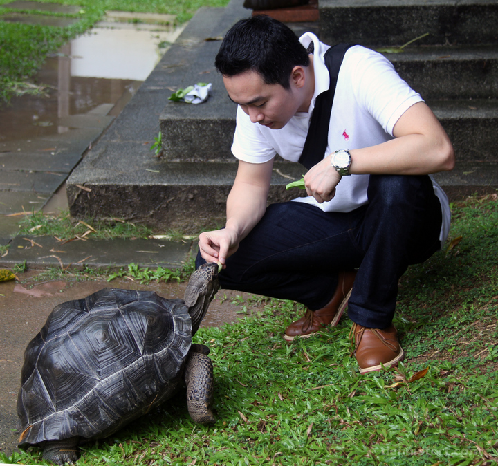 Live Turtle and Tortoise Museum in Singapore