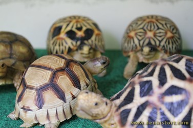 tortoise replica