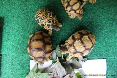 tortoise replica