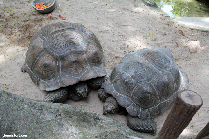 tortoises in faunaland jakarta