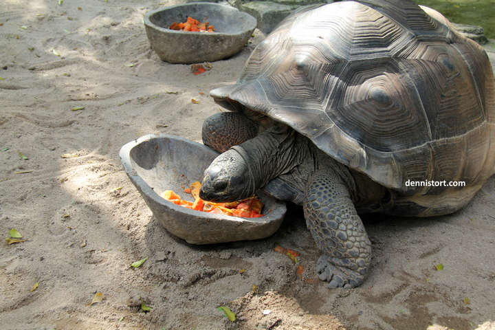 tortoises in faunaland jakarta