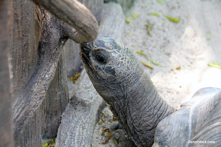 tortoises in faunaland jakarta