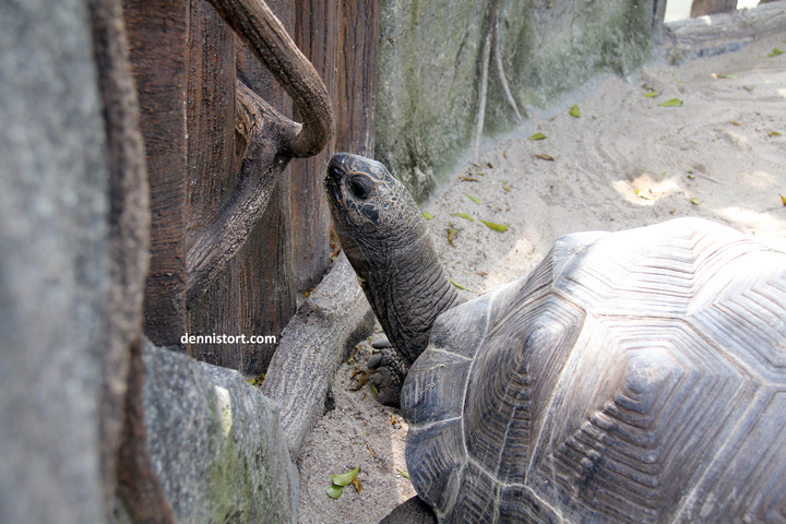 tortoises in faunaland jakarta