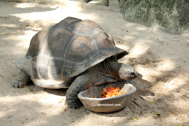 tortoises in faunaland jakarta