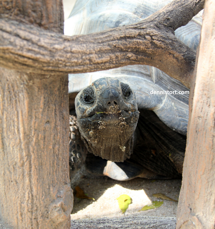 tortoises in faunaland jakarta