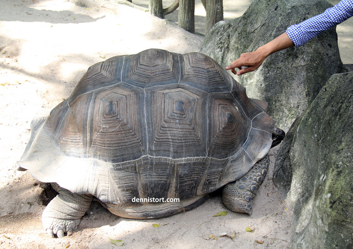 tortoises in faunaland jakarta