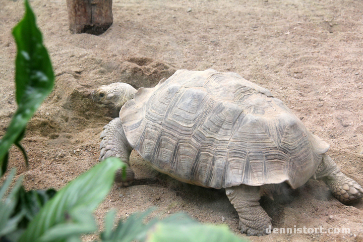 Tortoises in Seoul Zoo, Korea