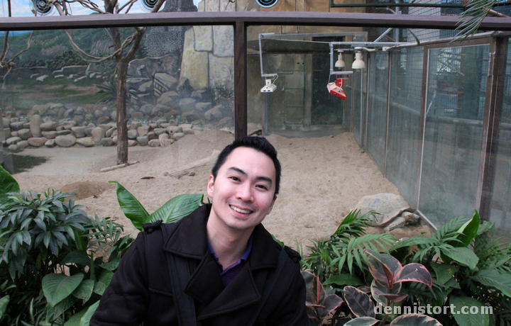 Tortoises in Seoul Zoo, Korea