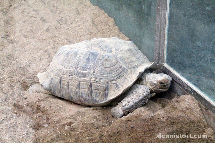 Tortoises in Seoul Zoo, Korea