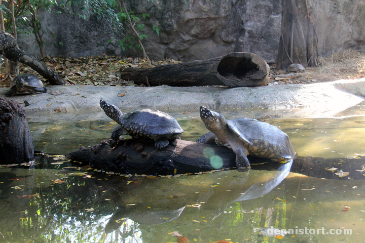 Tortoises in Dusit Zoo, Bangkok Thailand