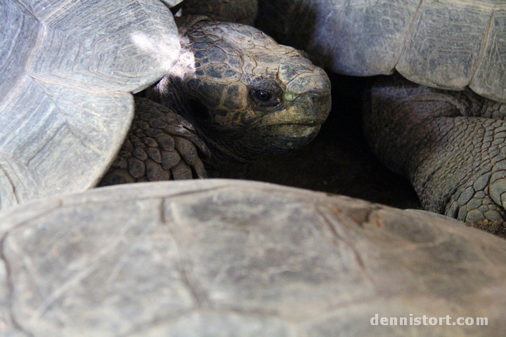 Tortoises in Dusit Zoo, Bangkok Thailand