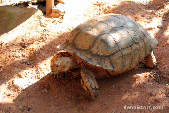 Tortoises in Dusit Zoo, Bangkok Thailand
