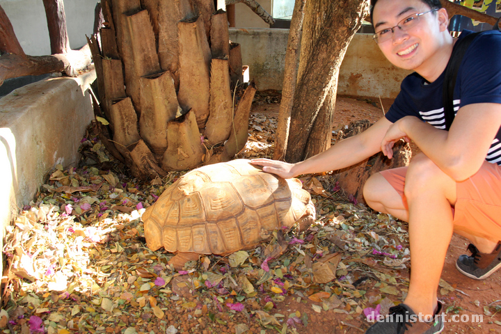 Tortoises in Dusit Zoo, Bangkok Thailand