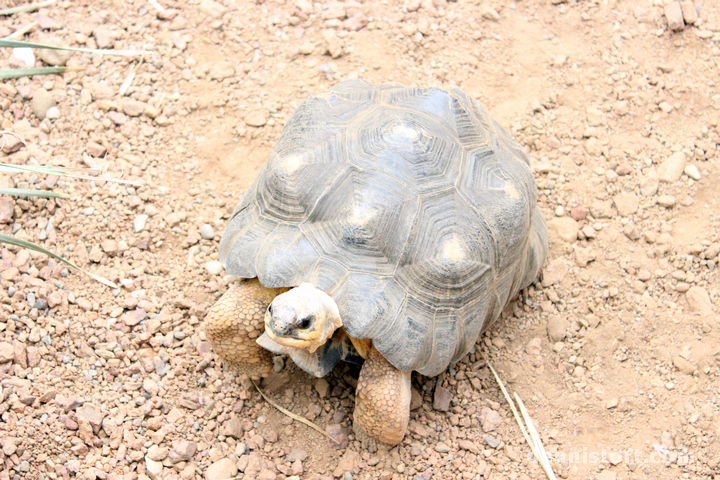 Tortoises in Indianapolis Zoo