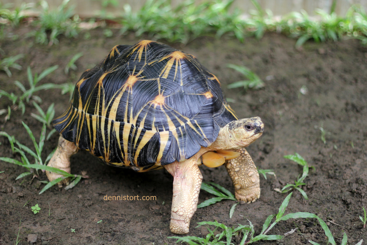 Radiated tortoises at Soda's Tortoise Garden Philippines