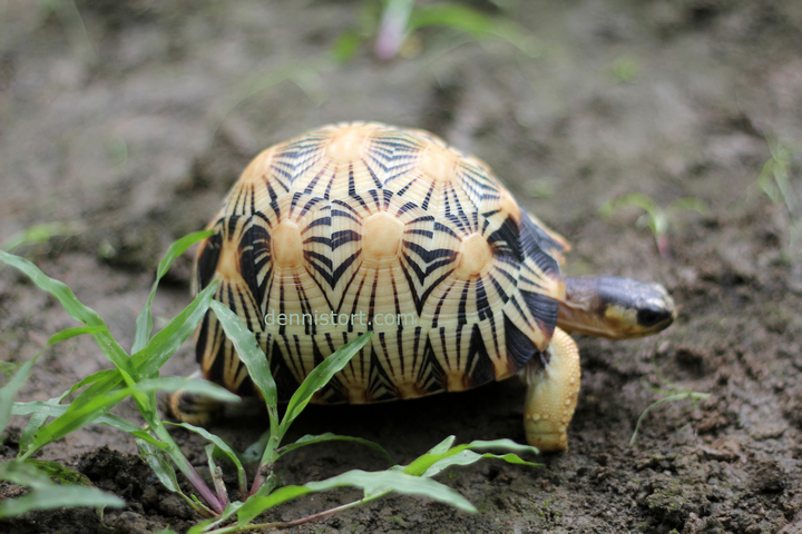High Yellow Radiated Tortoise