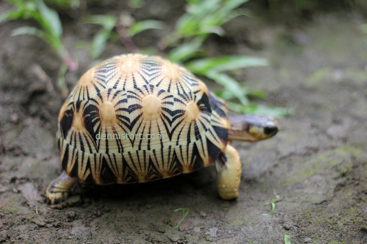 High Yellow Radiated Tortoise