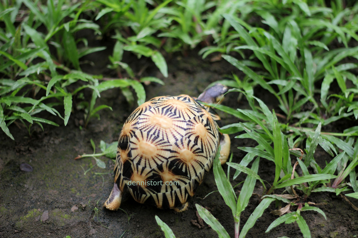 High Yellow Radiated Tortoise