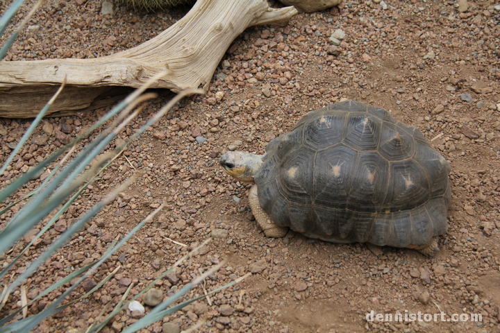 Tortoises in Indianapolis Zoo