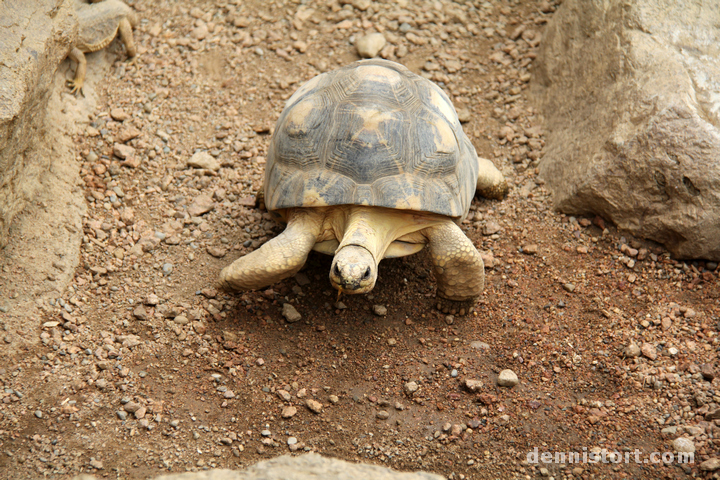 Tortoises in Indianapolis Zoo