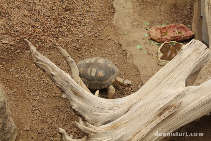 Tortoises in Indianapolis Zoo