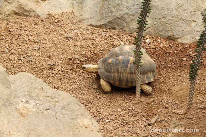 Tortoises in Indianapolis Zoo