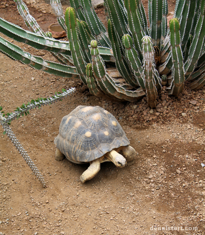 Tortoises in Indianapolis Zoo