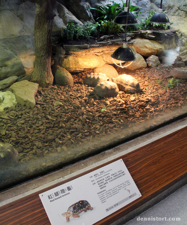 Tortoises in Taipei Zoo