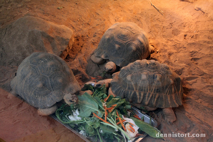 Tortoises in Taipei Zoo