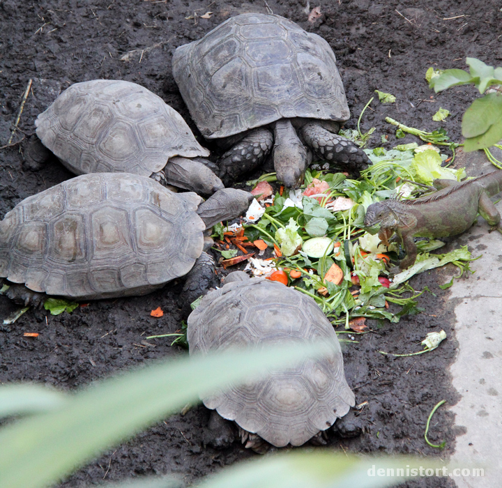 Tortoises in Taipei Zoo