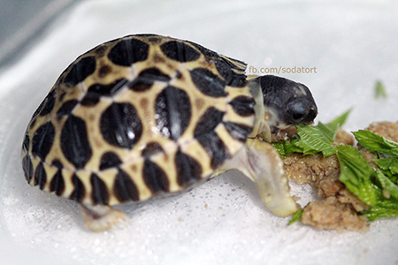 Radiated tortoise breeding
