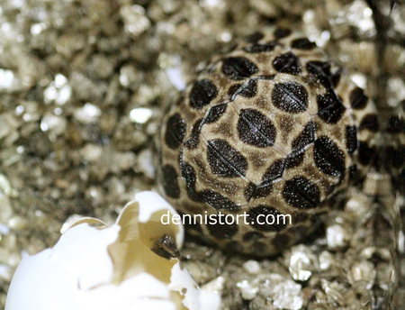 Radiated Tortoise Hatchling