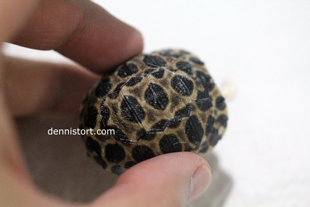 Radiated Tortoise Hatchling