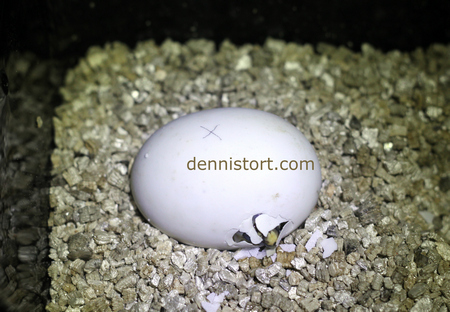 tortoise egg pipping