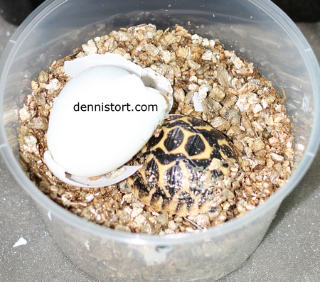 Indian Star hatchling