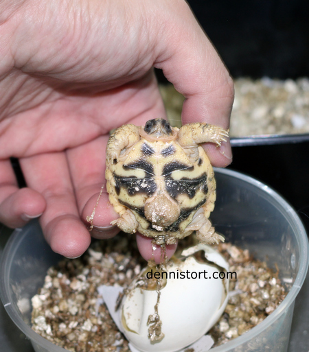 Indian Star hatchling
