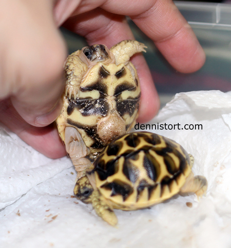 Indian Star hatchling