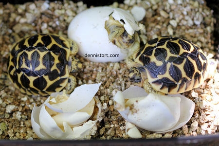 star tortoise hatchling