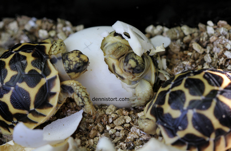 star tortoise hatchling