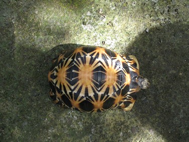 radiated tortoise philippines