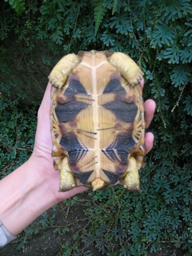 radiated tortoise philippines